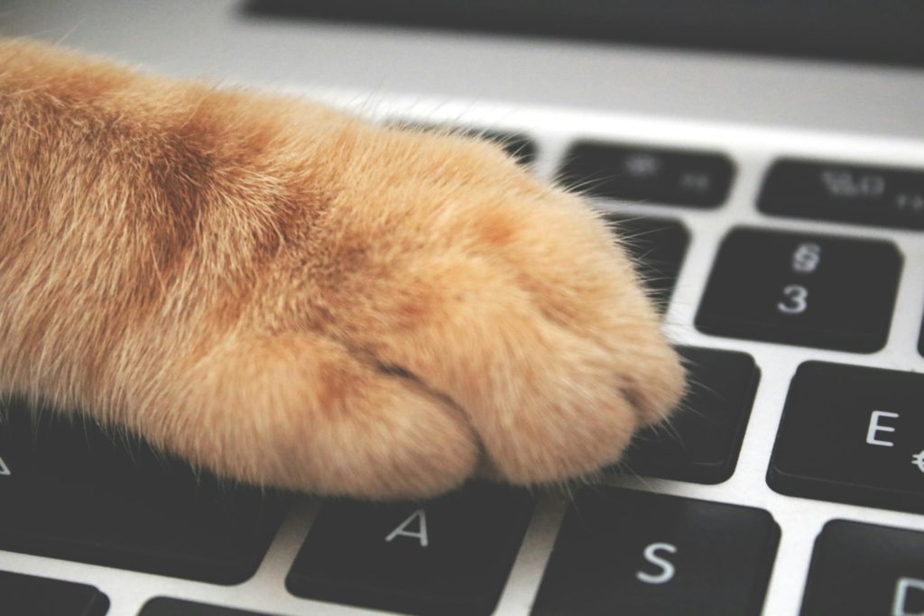 Marre des chats et des danses idiotes sur vos réseaux sociaux  Voici comment reprendre le pouvoir sur votre fil d’actualité !